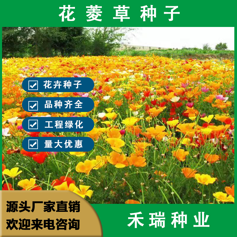 南京花菱草种子，庭院四季易种易活 多季开花金英花多年生耐寒花卉种