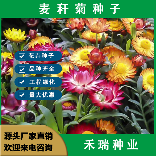 南京麦秆菊种子，四季阳台盆栽观赏花卉庭院种植景观花种七彩蜡菊种子