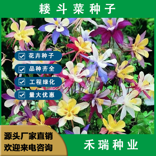 大花重瓣耧斗菜种子，四季不断开花多年生阳台室外庭院花种子批发