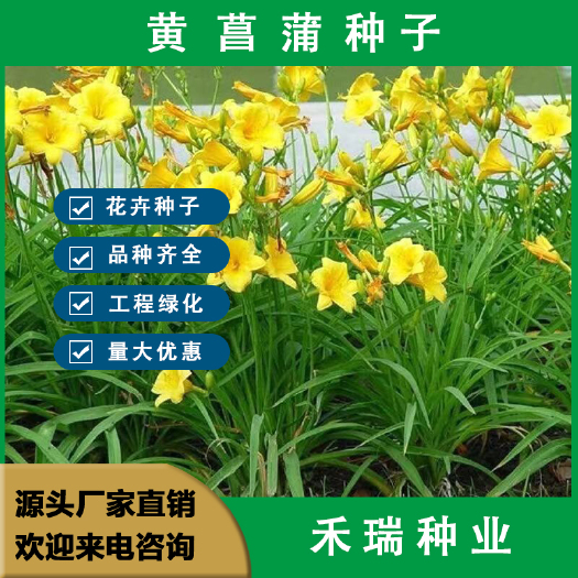 黄菖蒲种子，黄花鸢尾水生净水植物池塘水草种子耐寒水烛花批发
