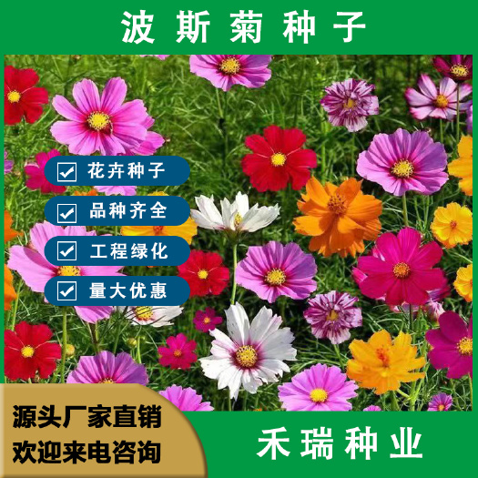 波斯菊花种子，格桑花种子四季种易活庭院阳台景观绿化，花卉种子