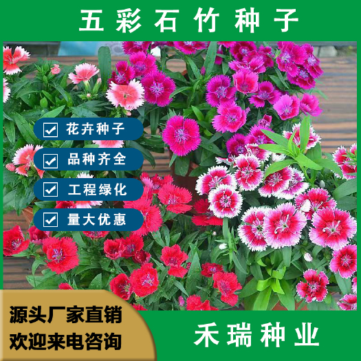 南京五彩石竹花种子，四季开花室内盆栽多年生花卉室外庭院花种籽