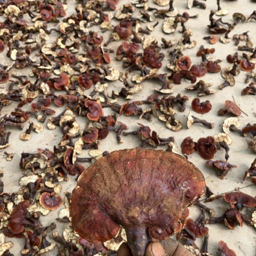 昆明赤灵芝