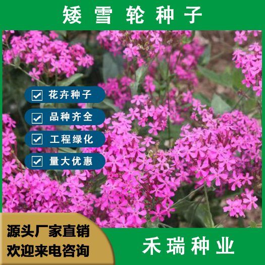 南京矮雪轮种子，大蔓樱花地被花坛家庭院盆栽春播花卉花种子四季花籽