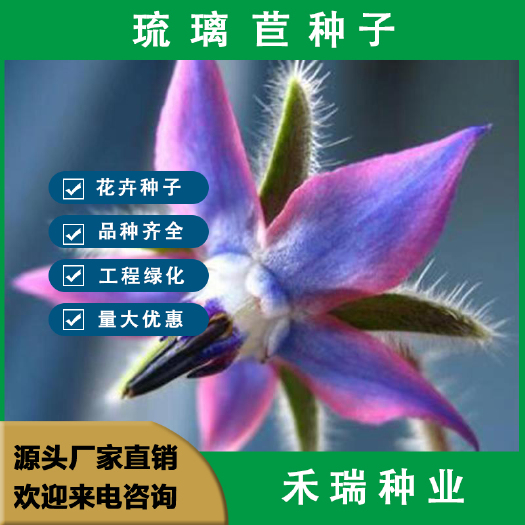 南京琉璃苣种子蓝色，香草花卉花籽阳台庭院盆栽春播易种春播种子批发