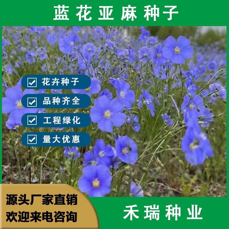 南京蓝花亚麻种子，多年生蓝色花卉 花海景观矮生草花四季播种批发