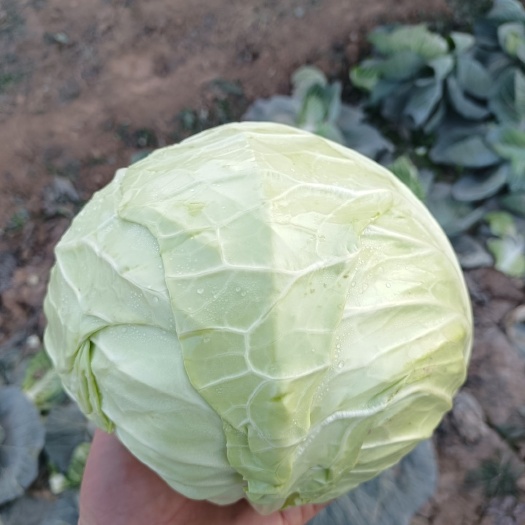 中甘，甘蓝，莲花白，圆包菜