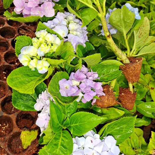 昆明云南绣球花苗基地直销阳台庭院宝塔绣球盆栽地栽耐寒四季开花