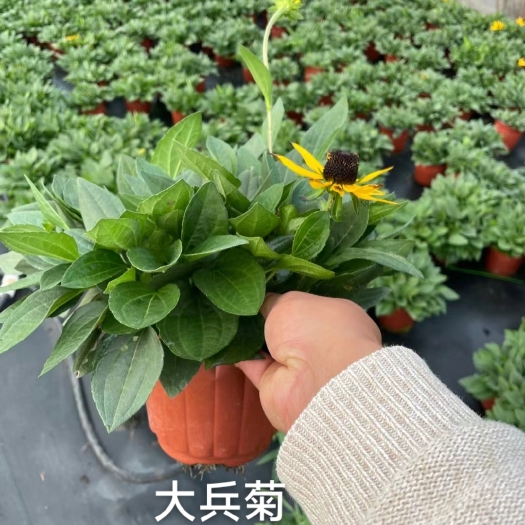 大滨菊草花花镜草花绿化工程景观园林