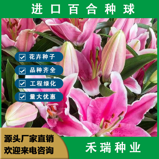 香水百合种球，百合种球种球盆栽庭院四季景观绿化花卉种球