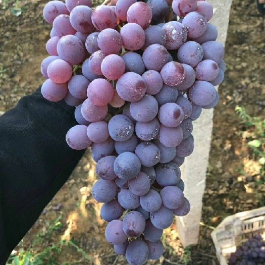 涿鹿县龙眼葡萄
