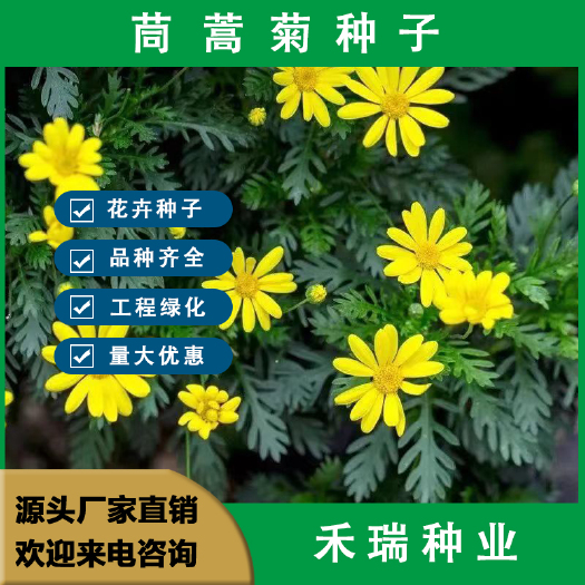 南京茼蒿菊种子，木茼蒿蓬蒿菊草花籽阳台庭院花园可盆栽景观花海造景