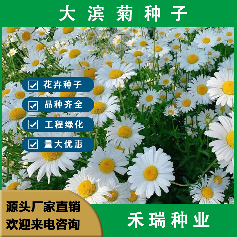 大滨菊种子  多年生宿根花卉花草种子景观绿化耐寒庭院观花种子