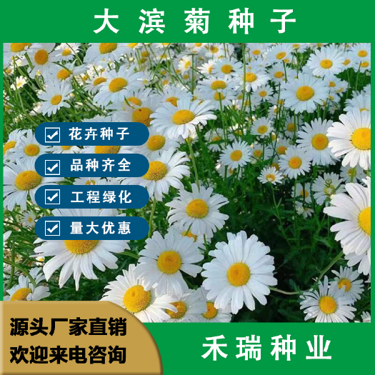 南京大滨菊种子  多年生宿根花卉花草种子景观绿化耐寒庭院观花种子
