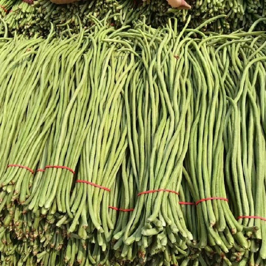 博爱县长豆角