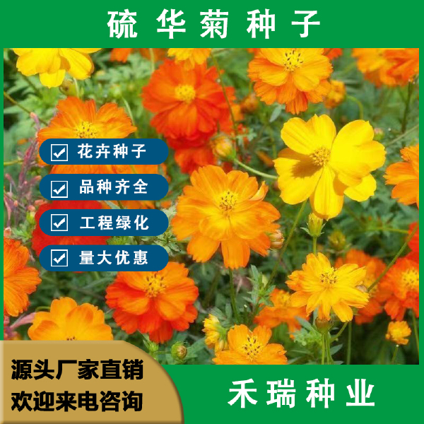 硫华菊花卉种子 春秋播种简单易活耐旱耐贫瘠花海庭院阳台盆栽