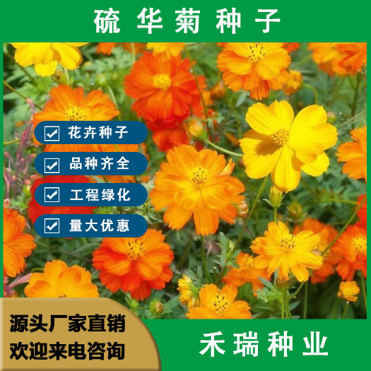 南京硫华菊花卉种子 春秋播种简单易活耐旱耐贫瘠花海庭院阳台盆栽