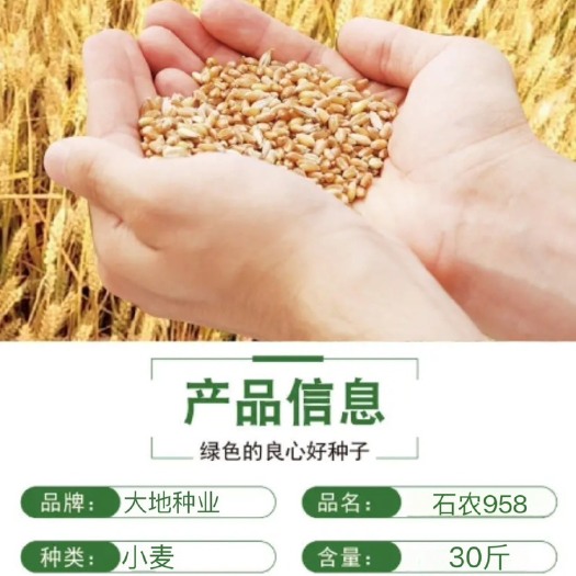 高碑店市石农958抗寒，抗旱，抗倒。