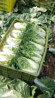 太白县娃娃菜