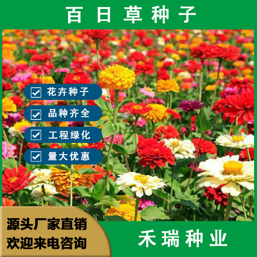 百日草种子，百日草花种子百日菊种子步步高种子混色重瓣花卉种子