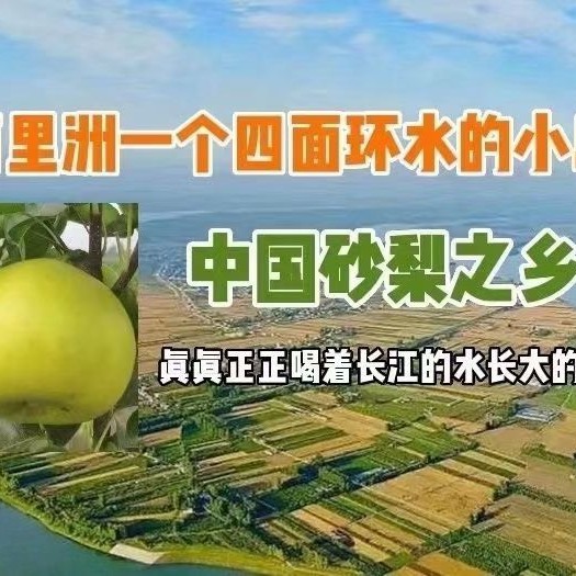 枝江市百里洲翠冠梨