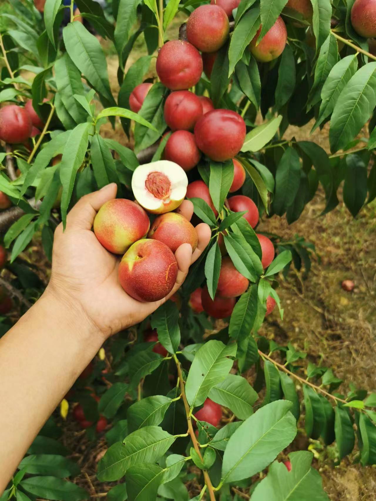 珍珠枣油桃