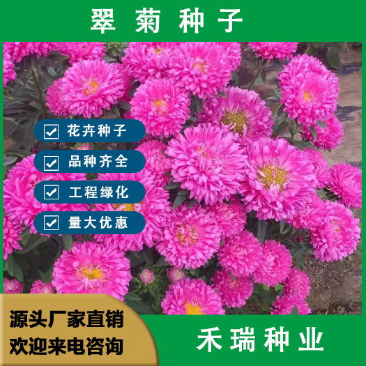 翠菊种子，大花好养的花籽庭院花籽易活花种花籽四季开花花卉种子