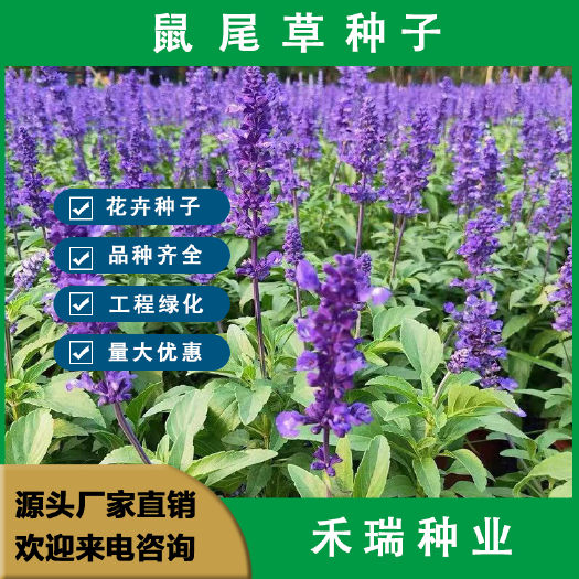 南京鼠尾草种子，庭院耐阴植物花种籽子四季播种开花一串蓝花卉花籽