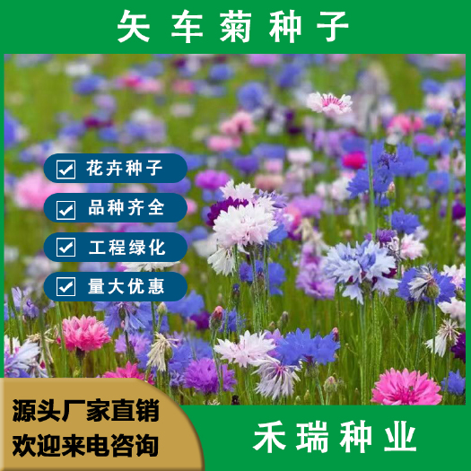 南京矢车菊种子 四季易种活室外阳台庭院花海耐寒花种籽花卉种子批发