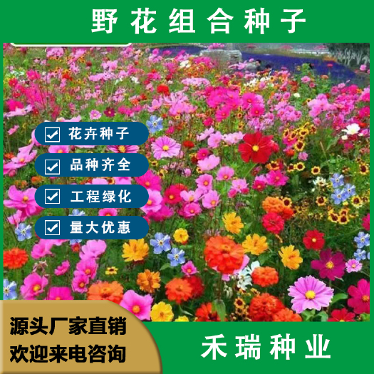 南京多年生野花组合种子，花海庭院绿化四季开花耐寒耐热新手易种活花
