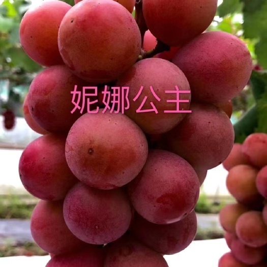 兴城市妮娜公主