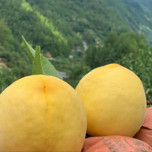 炎陵县炎陵锦绣黄桃，个大味甜，汁水充足