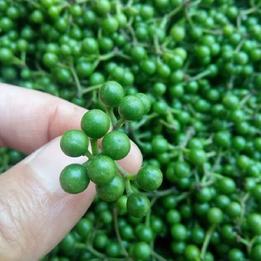 灵山县山苍子