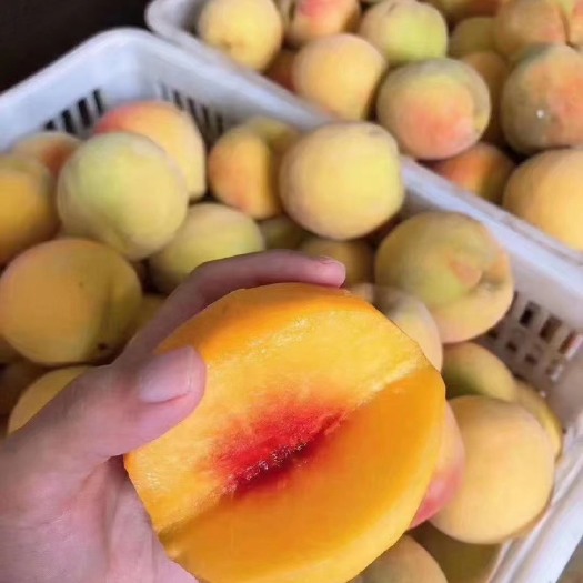 江陵县三湖锦绣黄桃