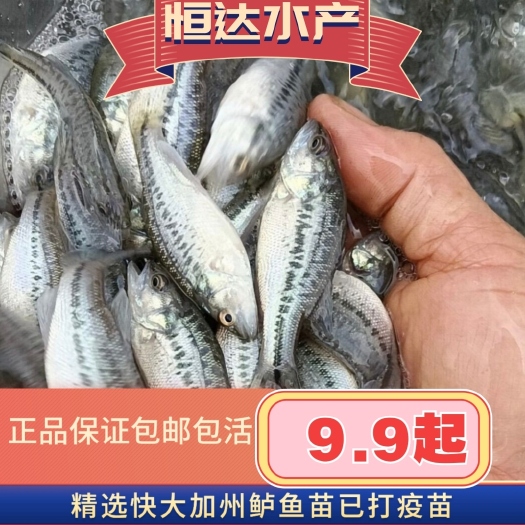 广州正品质量特大鲈鱼苗加州鲈鱼苗淡水养殖渔场批发