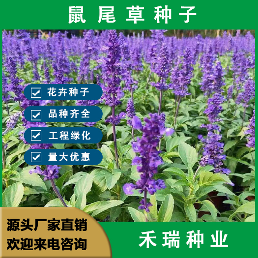 鼠尾草花种子，一串兰花籽多年生耐寒四季播种庭院花种籽子批发
