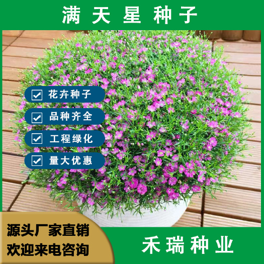 满天星种子  花卉种子易活开花不断室内阳台盆栽种子观花卉批发