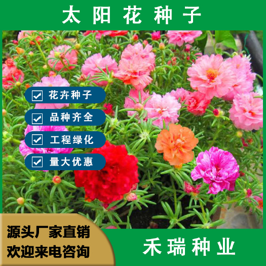 重瓣太阳花种子，太阳花种子 四季开花室外庭院花园盆栽耐寒花籽