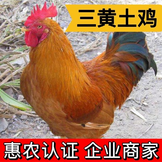 衡阳三黄土鸡 三黄土二 黄脚黄羽黄爪