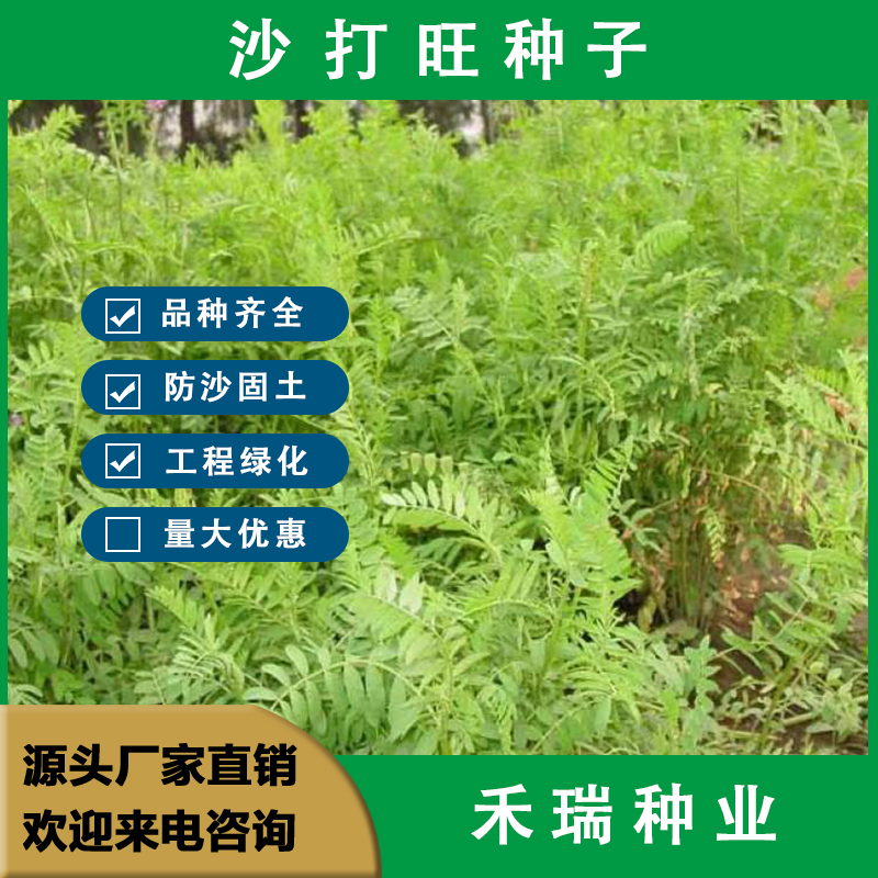南京沙打旺种子 多年生牧草 四季绿肥 防沙固土护坡 耐寒耐旱盐碱