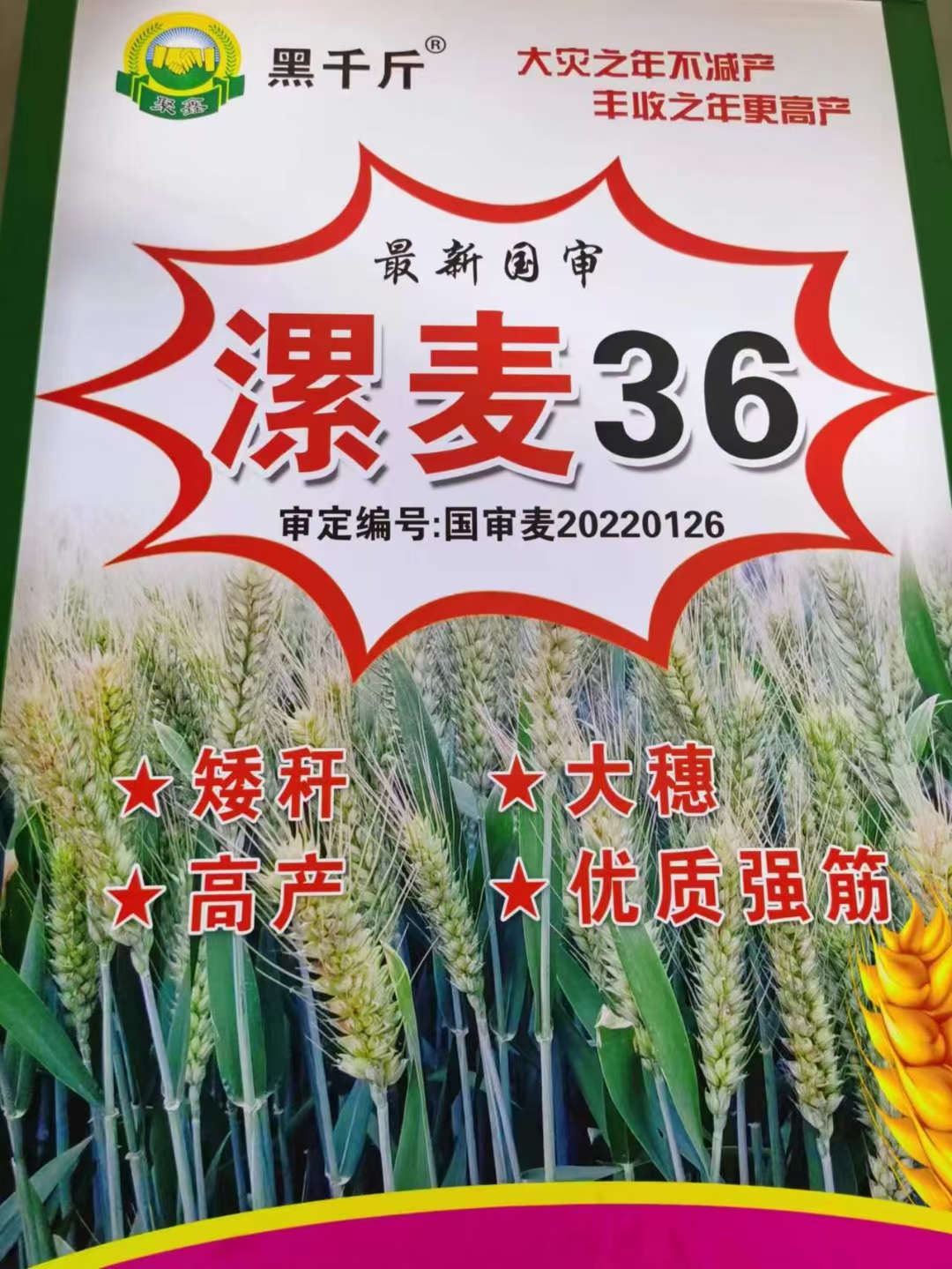 百农207 抗倒抗病抗倒春寒 穗大落黄好 耐冻耐寒耐盐碱！