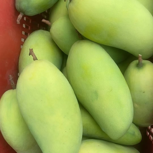 昌宁县高山金煌芒