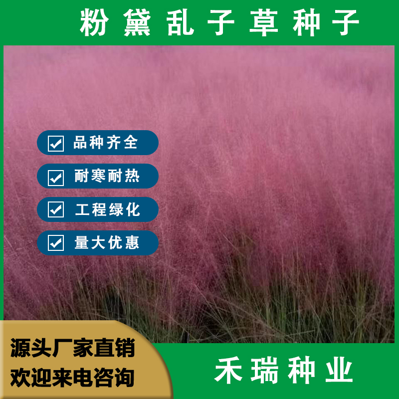南京粉黛乱子草种子多年生网红草花种子花籽易活室外景观花海花种籽子