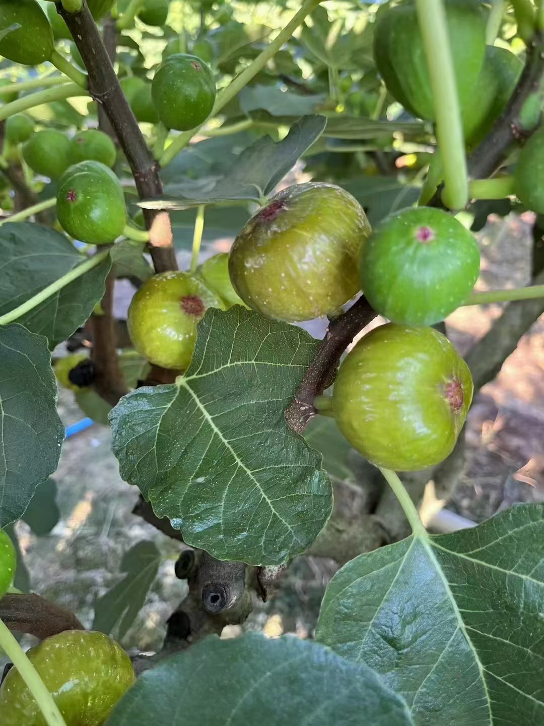 传统工艺制作无花果干