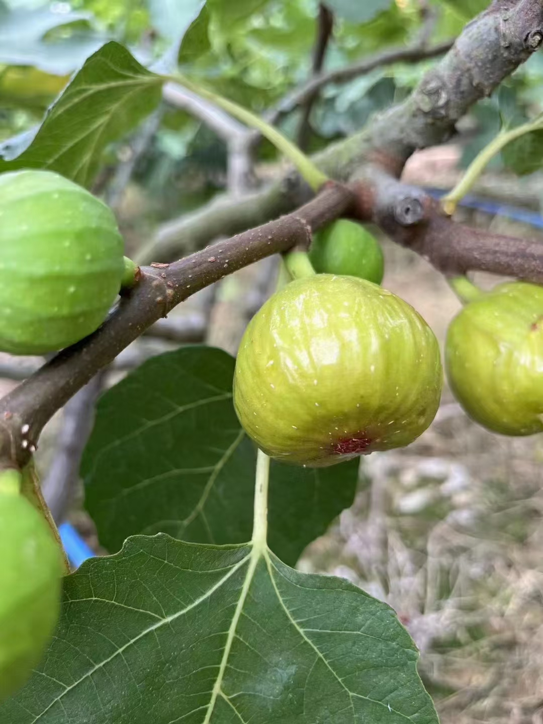 传统工艺制作无花果干