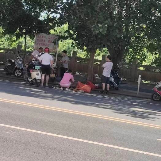 郁南县郁南无核黄皮
