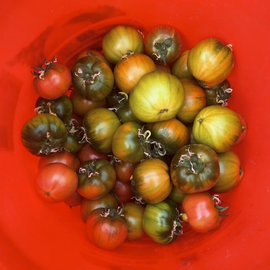 西安铁柿子 草莓番茄（糖度8度以上，自有基地，常年供应）