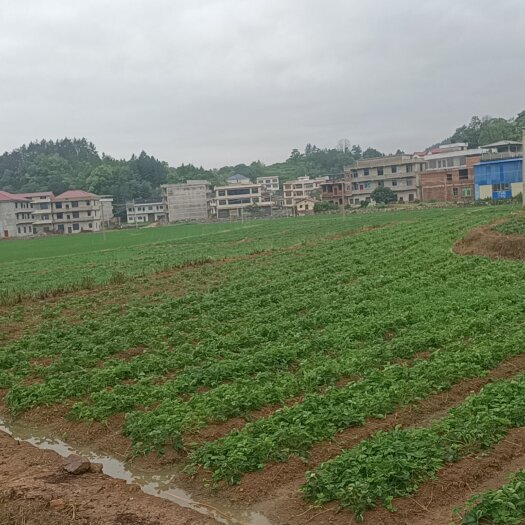 邵东市红颜草莓苗