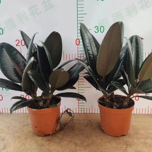 广州橡皮树盆栽室内室外常备绿植开花绿植净化新鲜空气居家办公绿植花