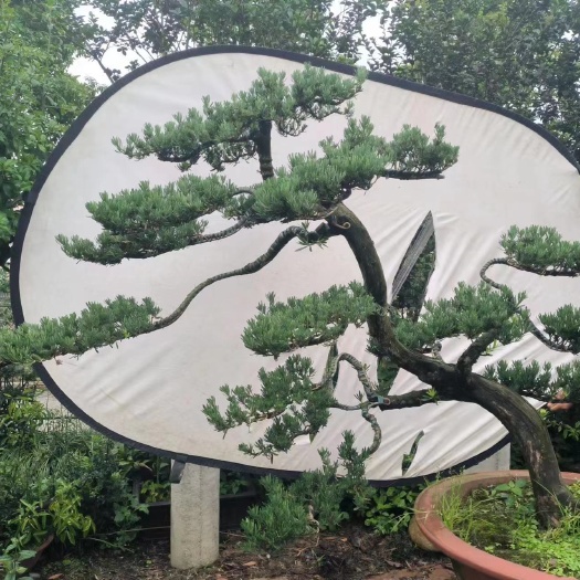 成都罗汉松盆景